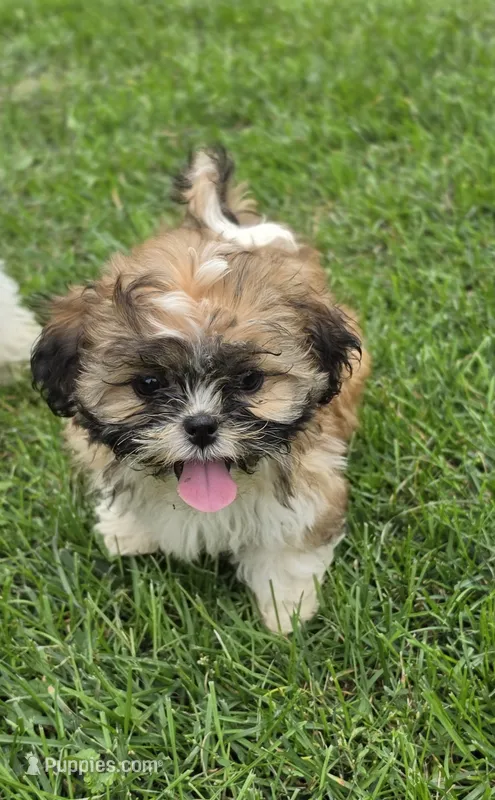 Magnolia  – Shih Tzu puppy on hold in Neenah, WI