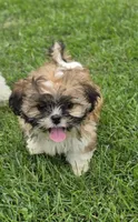Magnolia , a female Shih Tzu for sale in Neenah, WI – 1 of 1