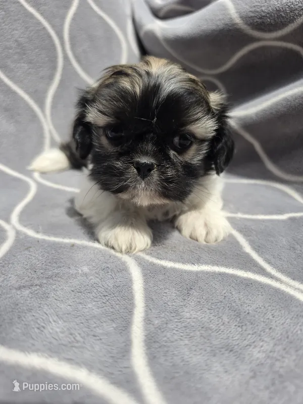 Diamond  – Shih Tzu puppy for sale in Neenah, WI
