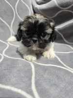 Diamond , a female Shih Tzu for sale in Neenah, WI – 1 of 2