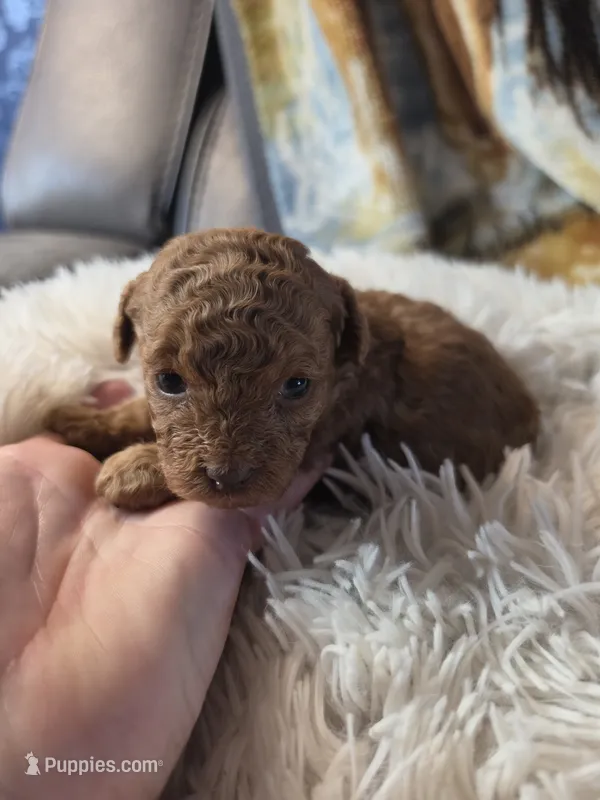 Butterscotch  – Poodle - Toy  puppy for sale in Neenah, WI