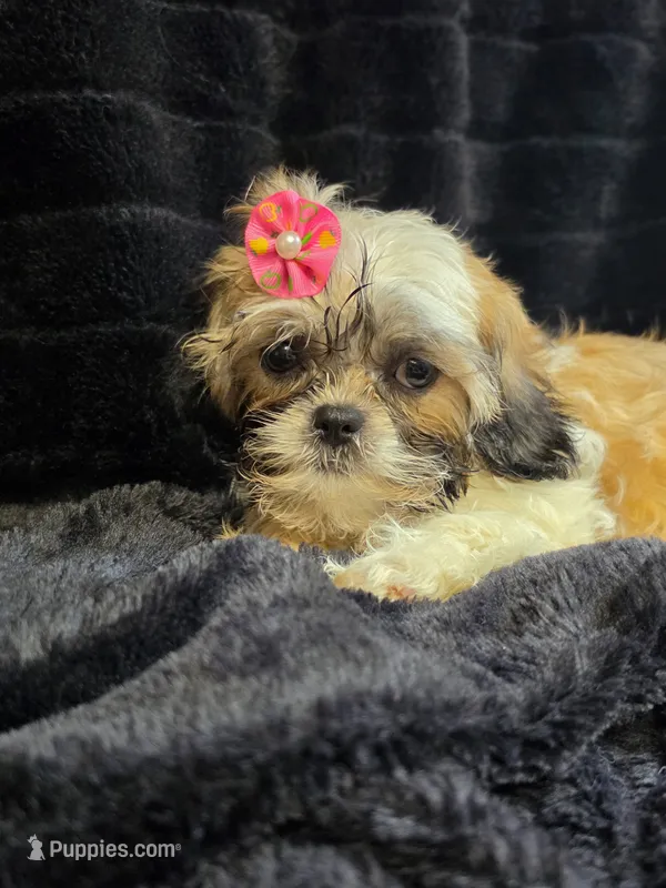 Kelly  – Shihpoo puppy for sale in Neenah, WI