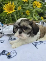 Jill , a female Shihpoo for sale in Neenah, WI – 2 of 2