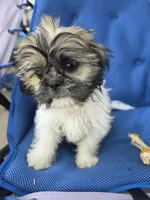 Diamond , a female Shih Tzu for sale in Neenah, WI – 2 of 4