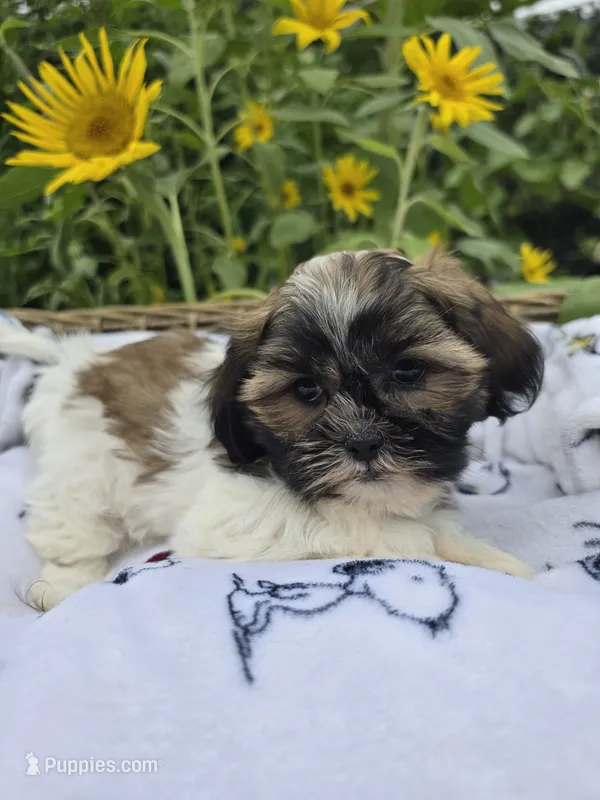 Max – Shihpoo puppy for sale in Neenah, WI