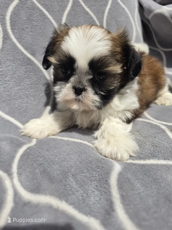 Jimmy  – Shih Tzu puppy for sale in Neenah, WI