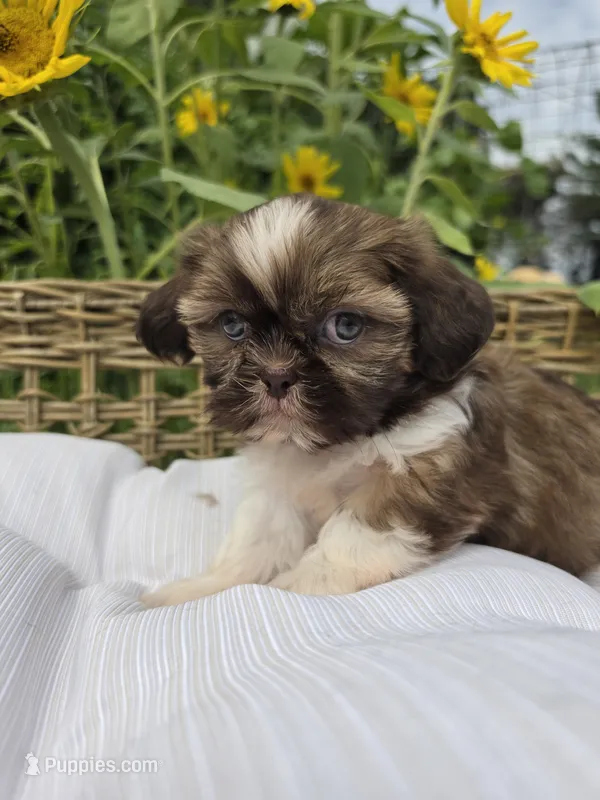 Daisy  – Shih Tzu puppy for sale in Neenah, WI