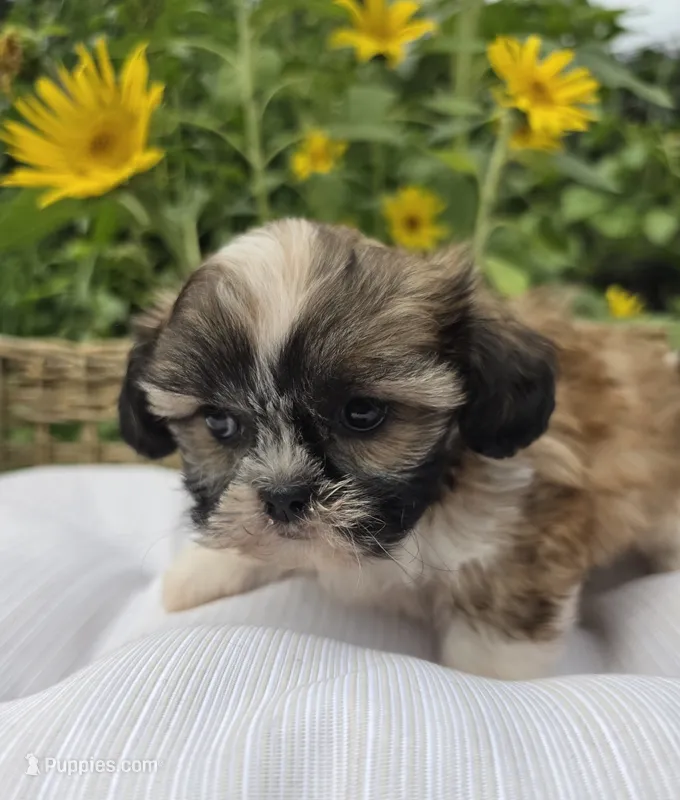 Magnolia  – Shih Tzu puppy for sale in Neenah, WI