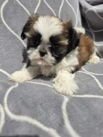 Jimmy , a male Shih Tzu for sale in Neenah, WI – 2 of 2