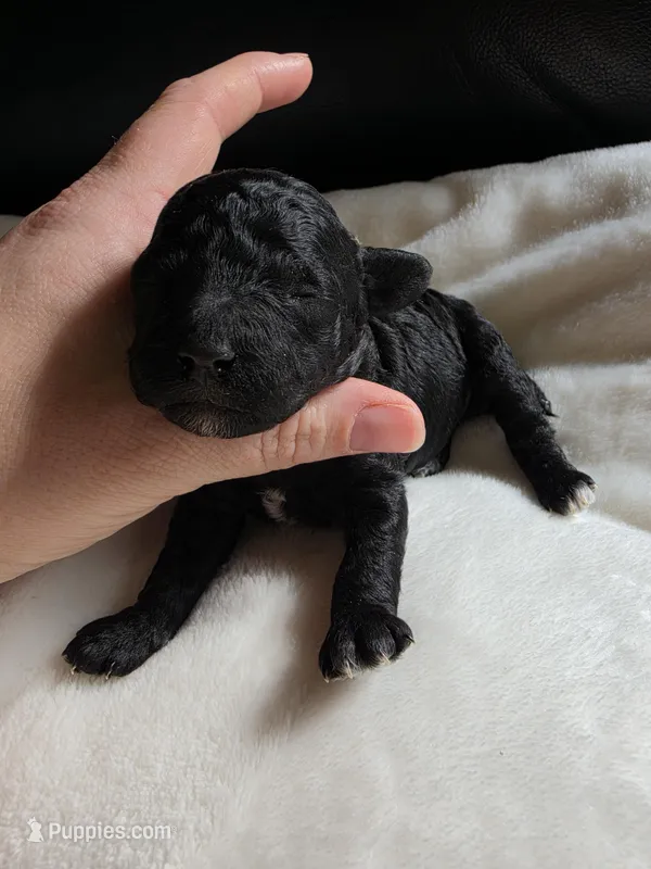 Toy poodle b2 – Poodle - Toy  puppy for sale in Neenah, WI