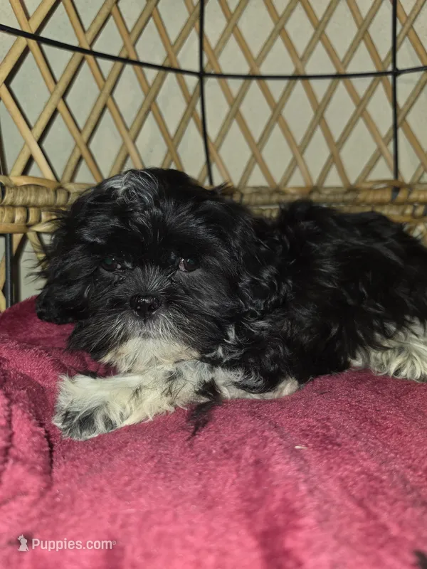 Bear  – Shihpoo puppy for sale in Neenah, WI