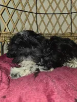 Bear , a male Shihpoo for sale in Neenah, WI – 1 of 1