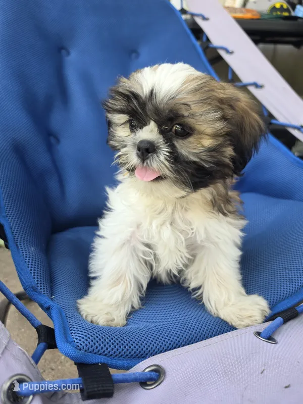 Ray – Shih Tzu puppy for sale in Neenah, WI