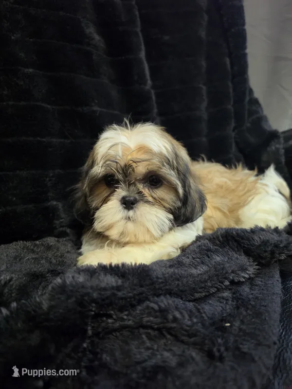 Buck  – Shihpoo puppy for sale in Neenah, WI