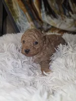 Carmel , a male Poodle - Toy  for sale in Neenah, WI – 2 of 2
