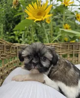 Tulip, a female Shih Tzu for sale in Neenah, WI – 1 of 1