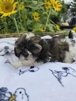 Jack , a male Shihpoo for sale in Neenah, WI – 2 of 2