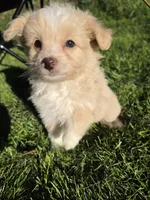 Pomapoo b2, a male Pomapoo for sale in Neenah, WI – 1 of 2