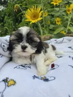 Buck , a male Shihpoo for sale in Neenah, WI – 2 of 2