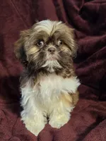 Daisy , a female Shih Tzu for sale in Neenah, WI – 3 of 5