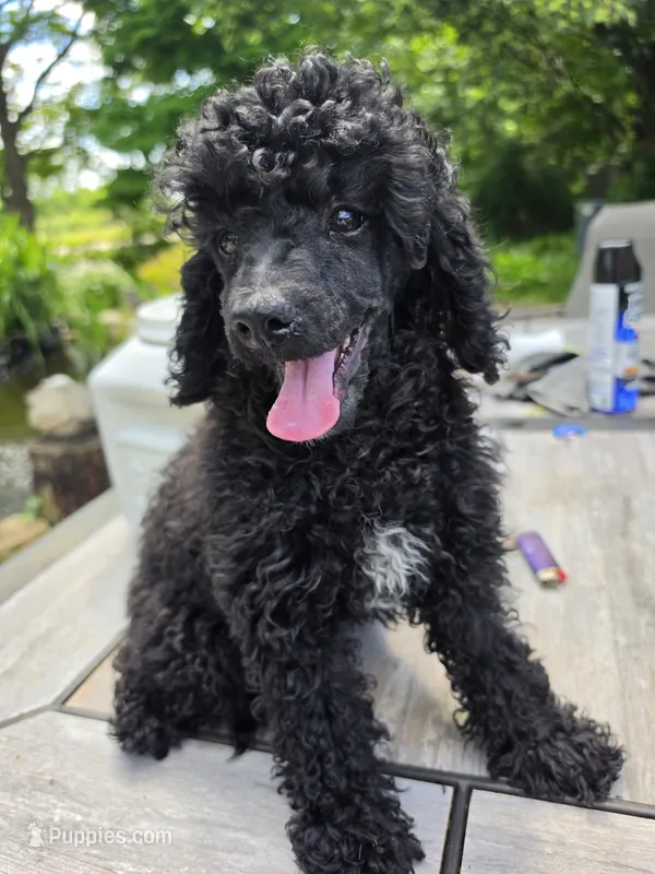 Toy poodle  b2 – Poodle - Toy  puppy for sale in Neenah, WI