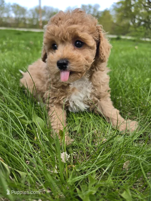 Toy poodle b1 – Poodle - Toy  puppy for sale in Neenah, WI