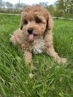 Toy poodle b1, a male Poodle - Toy  for sale in Neenah, WI – 1 of 1