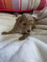 Toy poodle b1, a male Poodle - Toy  for sale in Neenah, WI – Photo 2 of 2