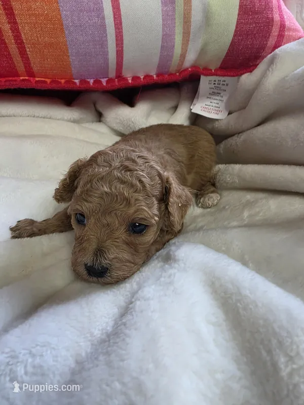 Toy poodle b1 – Poodle - Toy  puppy for sale in Neenah, WI