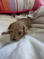 Toy poodle b1, a male Poodle - Toy  for sale in Neenah, WI – Photo 1 of 2