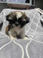 Braxton, a male Shih Tzu for sale in Neenah, WI – 2 of 2