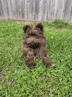 Pomapoo  g3, a female Pomapoo for sale in Neenah, WI – 3 of 3