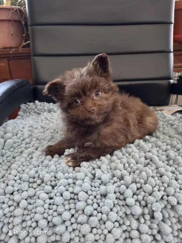 Pomapoo  g3 – Pomapoo puppy for sale in Neenah, WI