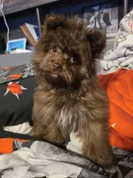 Pomapoo  g3, a female Pomapoo for sale in Neenah, WI – 2 of 3