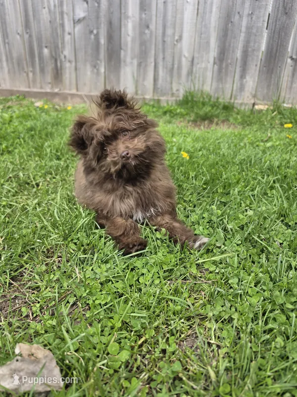 Pomapoo  g3 – Pomapoo puppy for sale in Neenah, WI