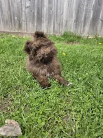 Pomapoo  g3, a female Pomapoo for sale in Neenah, WI – 1 of 3