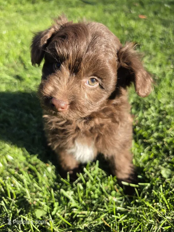Pomapoo  – Pomapoo puppy for sale in Neenah, WI