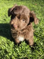 Pomapoo , a female Pomapoo for sale in Neenah, WI – 1 of 2