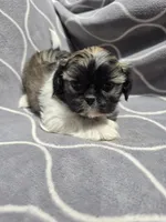 Diamond , a female Shih Tzu for sale in Neenah, WI – 2 of 2