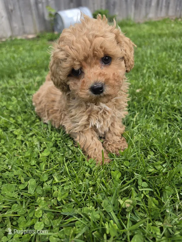 Toy poodle g1 – Poodle - Toy  puppy for sale in Neenah, WI