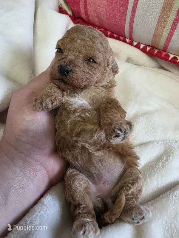 Toy poodle g1 – Poodle - Toy  puppy for sale in Neenah, WI
