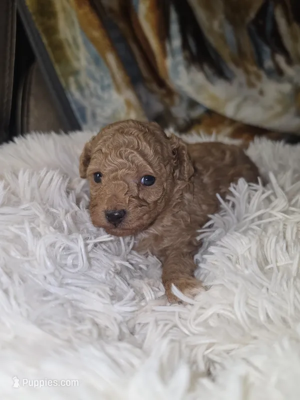 Carmel  – Poodle - Toy  puppy for sale in Neenah, WI