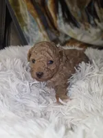 Carmel , a male Poodle - Toy  for sale in Neenah, WI – 1 of 2