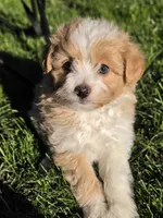 Pomapoo  g2, a female Pomapoo for sale in Neenah, WI – 2 of 2