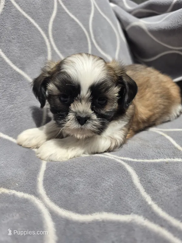 Ray – Shih Tzu puppy for sale in Neenah, WI