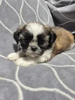 Ray, a male Shih Tzu for sale in Neenah, WI – 1 of 2