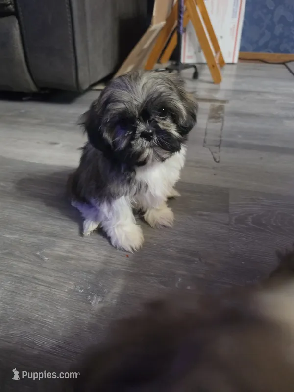 Tulip – Shih Tzu puppy for sale in Neenah, WI