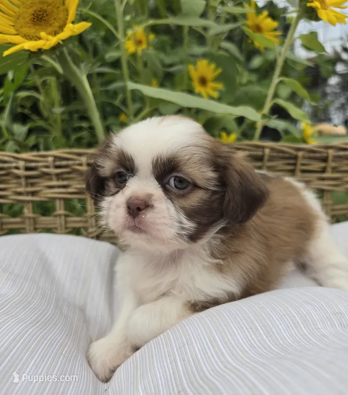 Sunflower – Shih Tzu puppy for sale in Neenah, WI