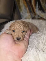 Buttercup , a female Poodle - Toy  for sale in Neenah, WI – 2 of 2