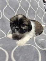 Gem , a female Shih Tzu for sale in Neenah, WI – 2 of 2
